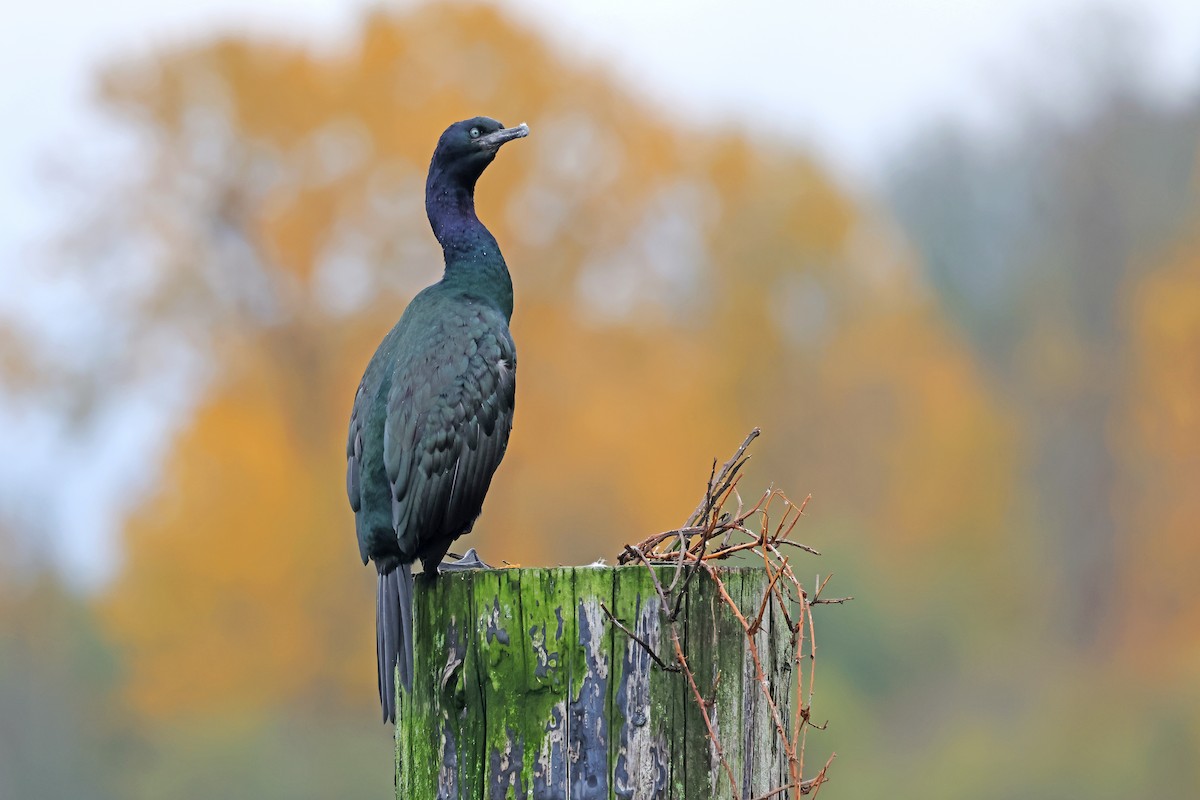 kormorán tichomořský - ML646406775