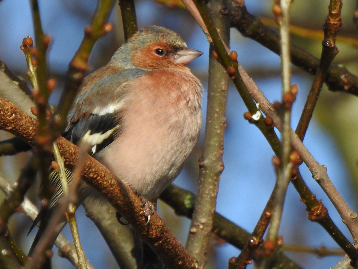Common Chaffinch - ML646406776