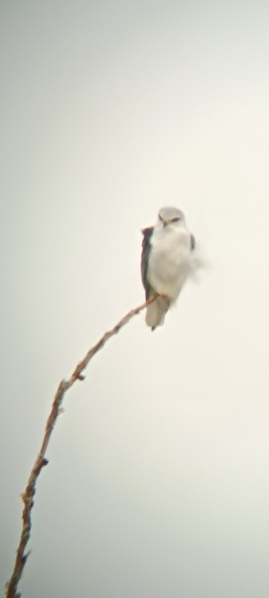Black-winged Kite - ML646406777
