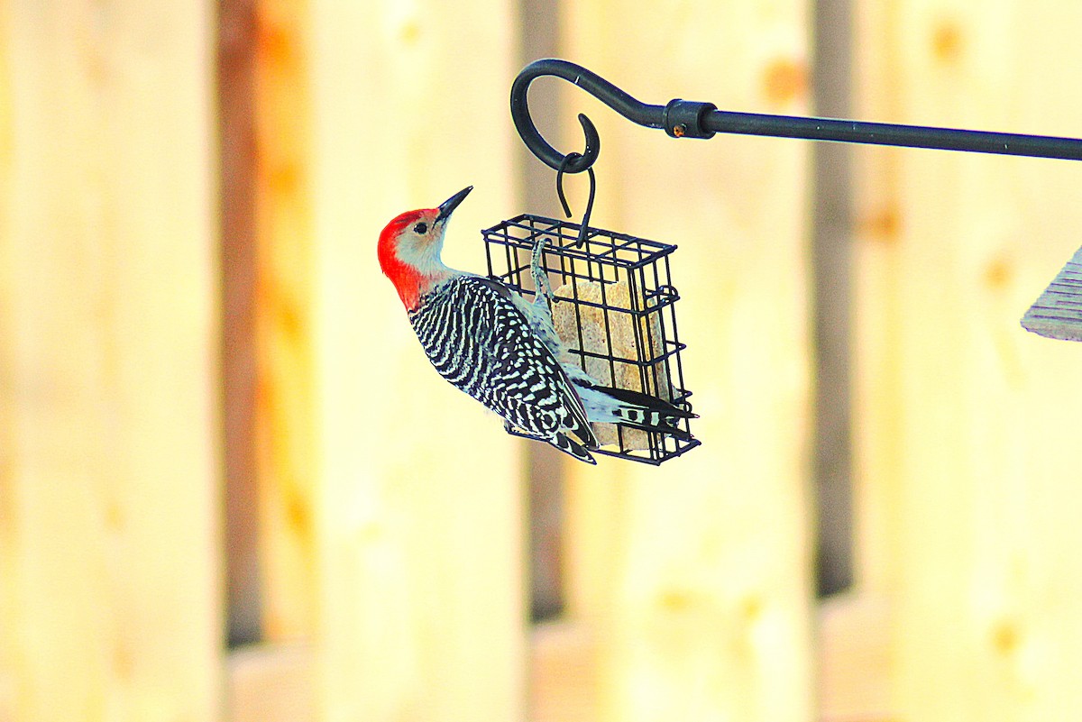 Red-bellied Woodpecker - ML646406778