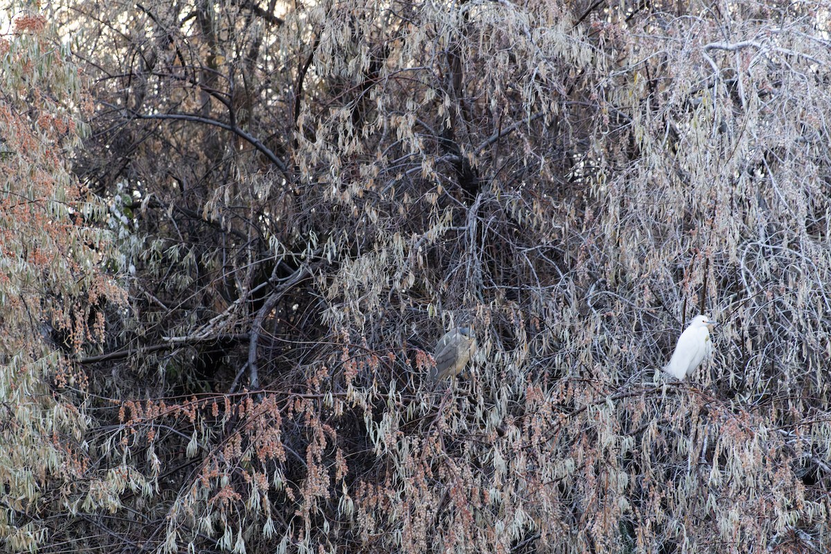 kvakoš noční - ML646406779