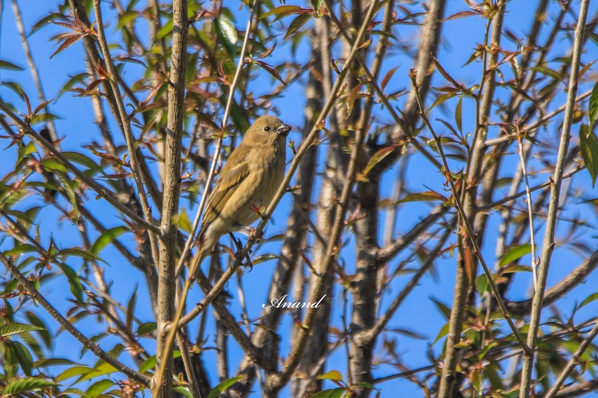 普通朱雀 - ML646406780