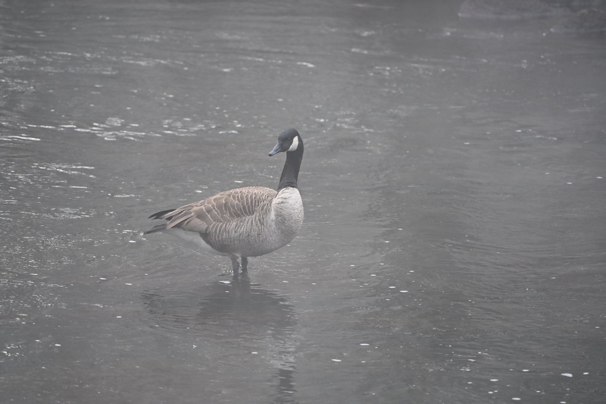 Canada Goose - ML646406782