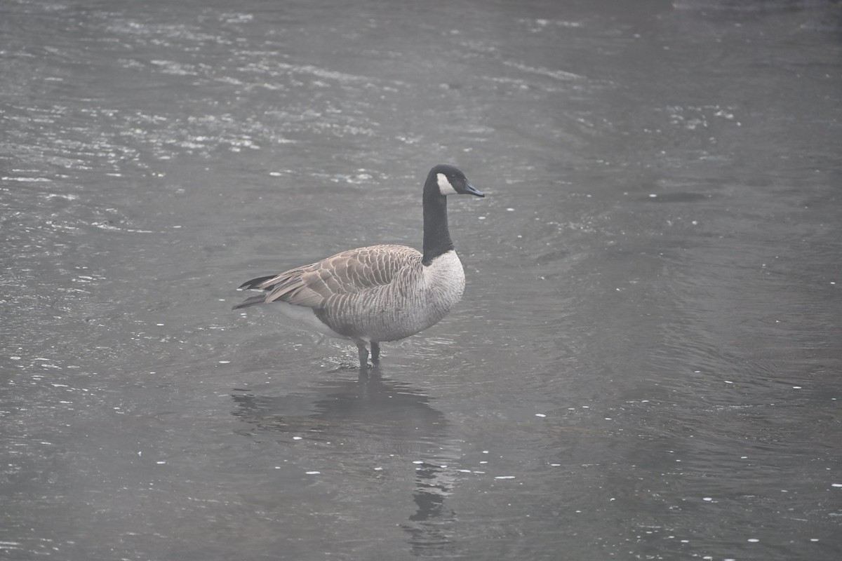 Canada Goose - ML646406783