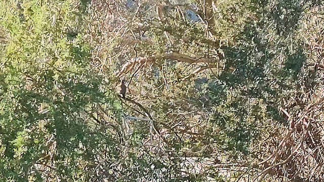 White-winged Dove - ML646406784