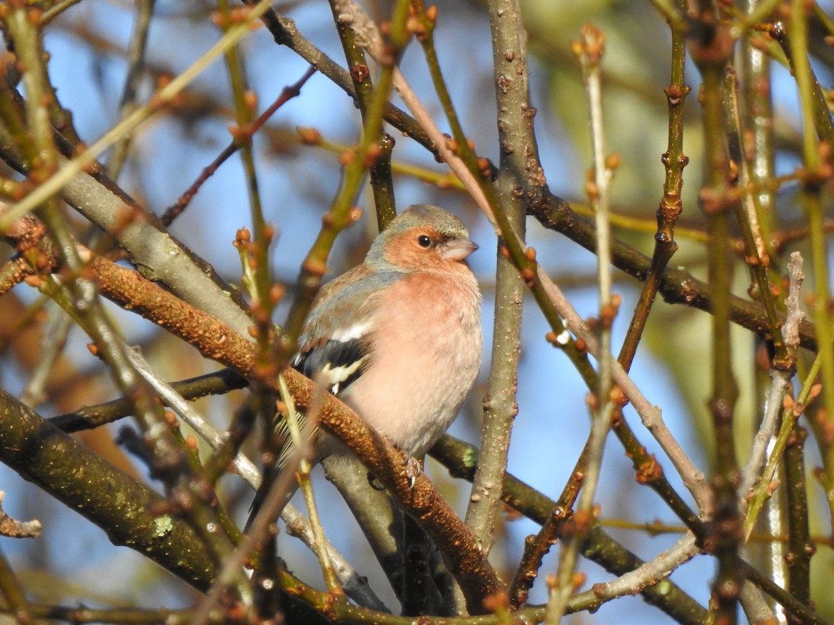 Common Chaffinch - ML646406785