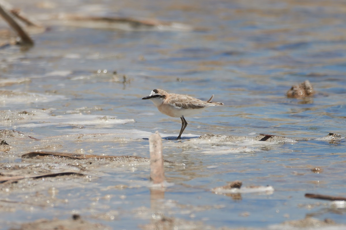 White-fronted Plover - ML646406786