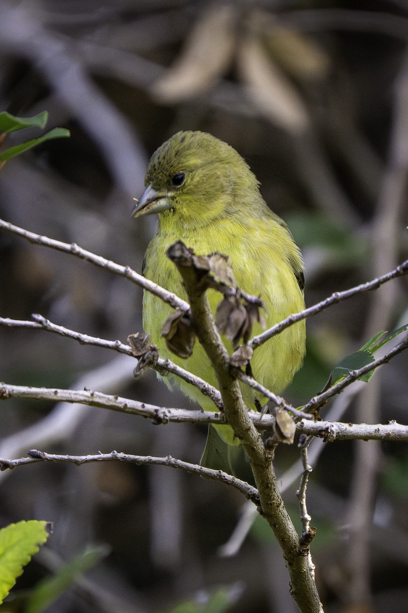 Lesser Goldfinch - ML646406787