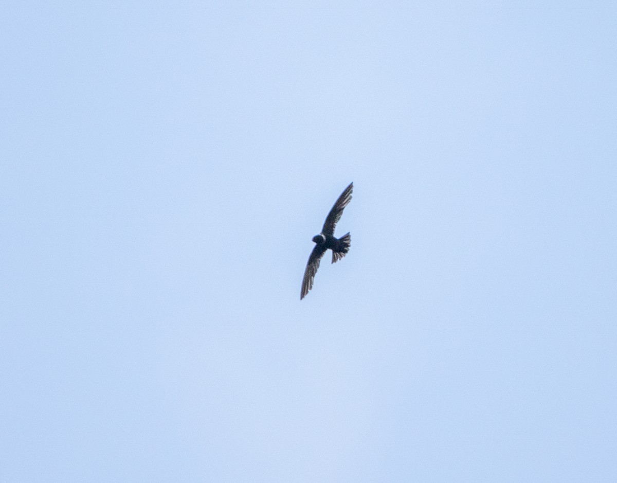 Halsbandsegler - ML646406788