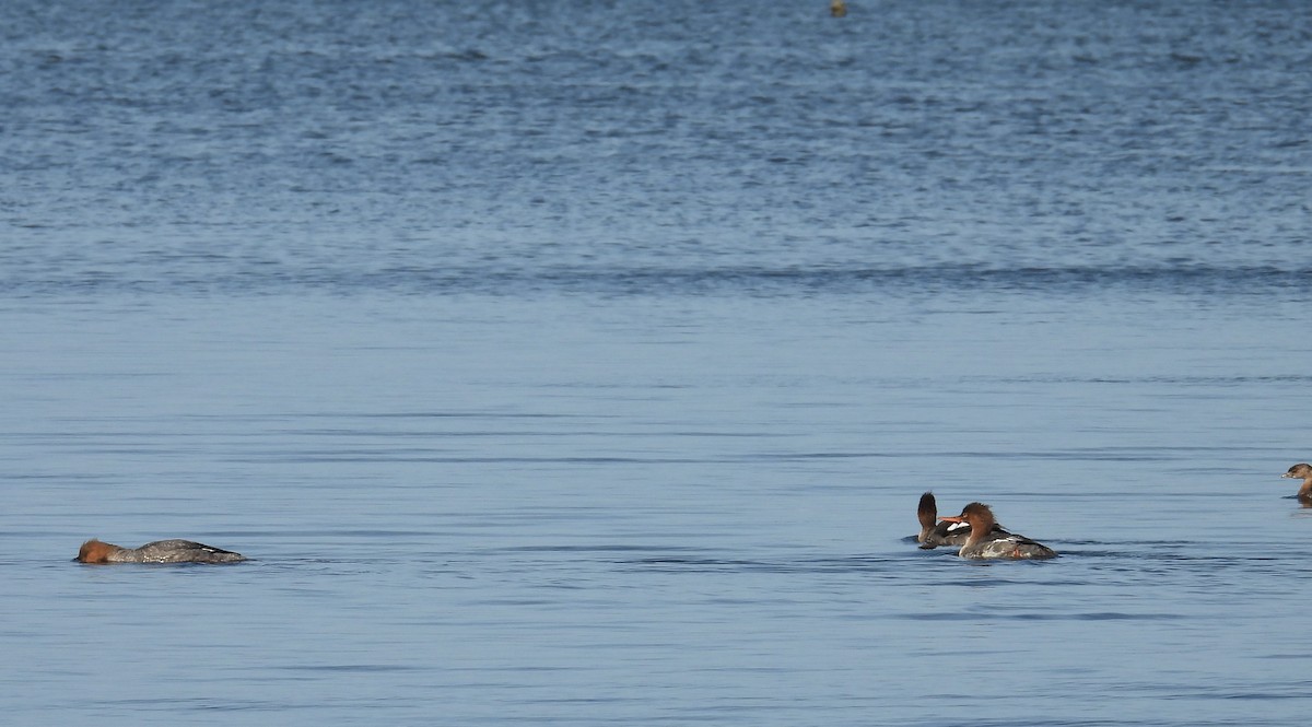 Сэвгэр бохио - ML646406789