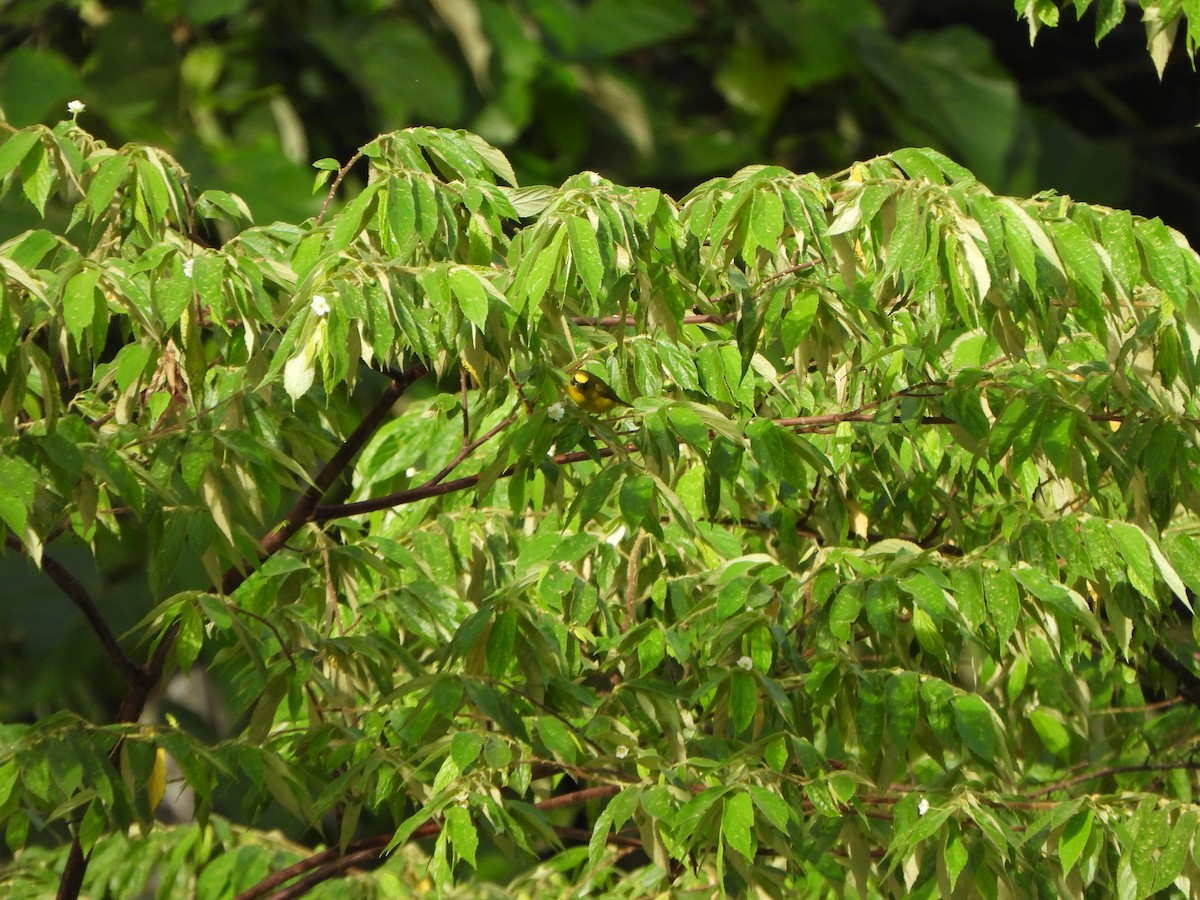 Thick-billed Euphonia - ML646406790