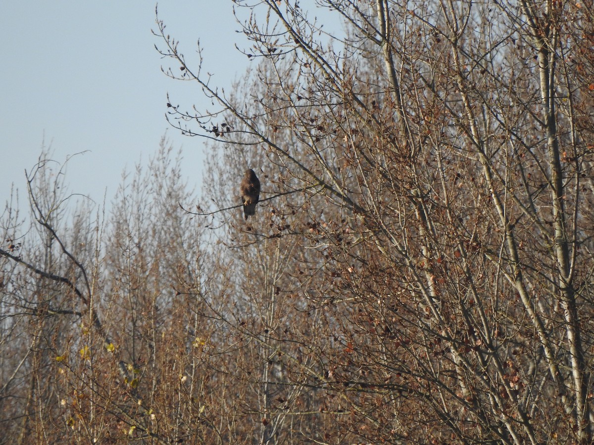 Common Buzzard - ML646406792