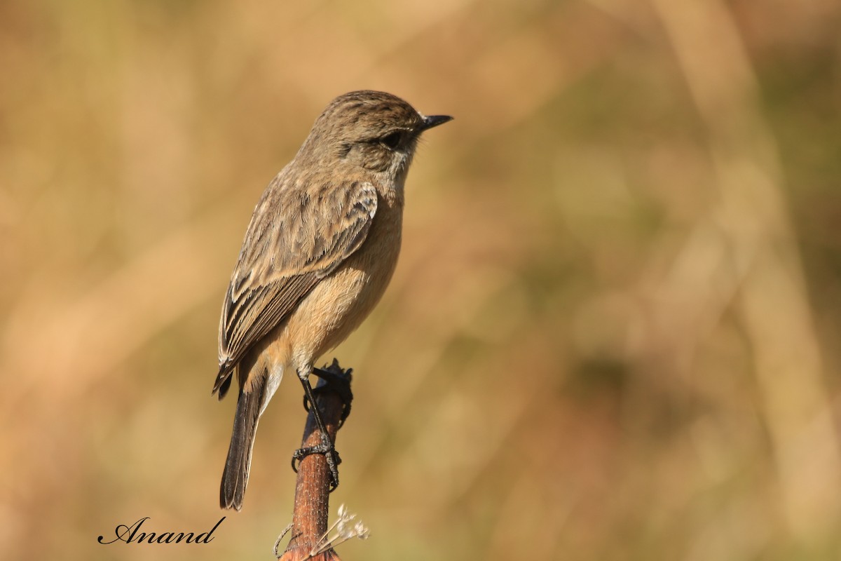 Siberian Stonechat - ML646406793