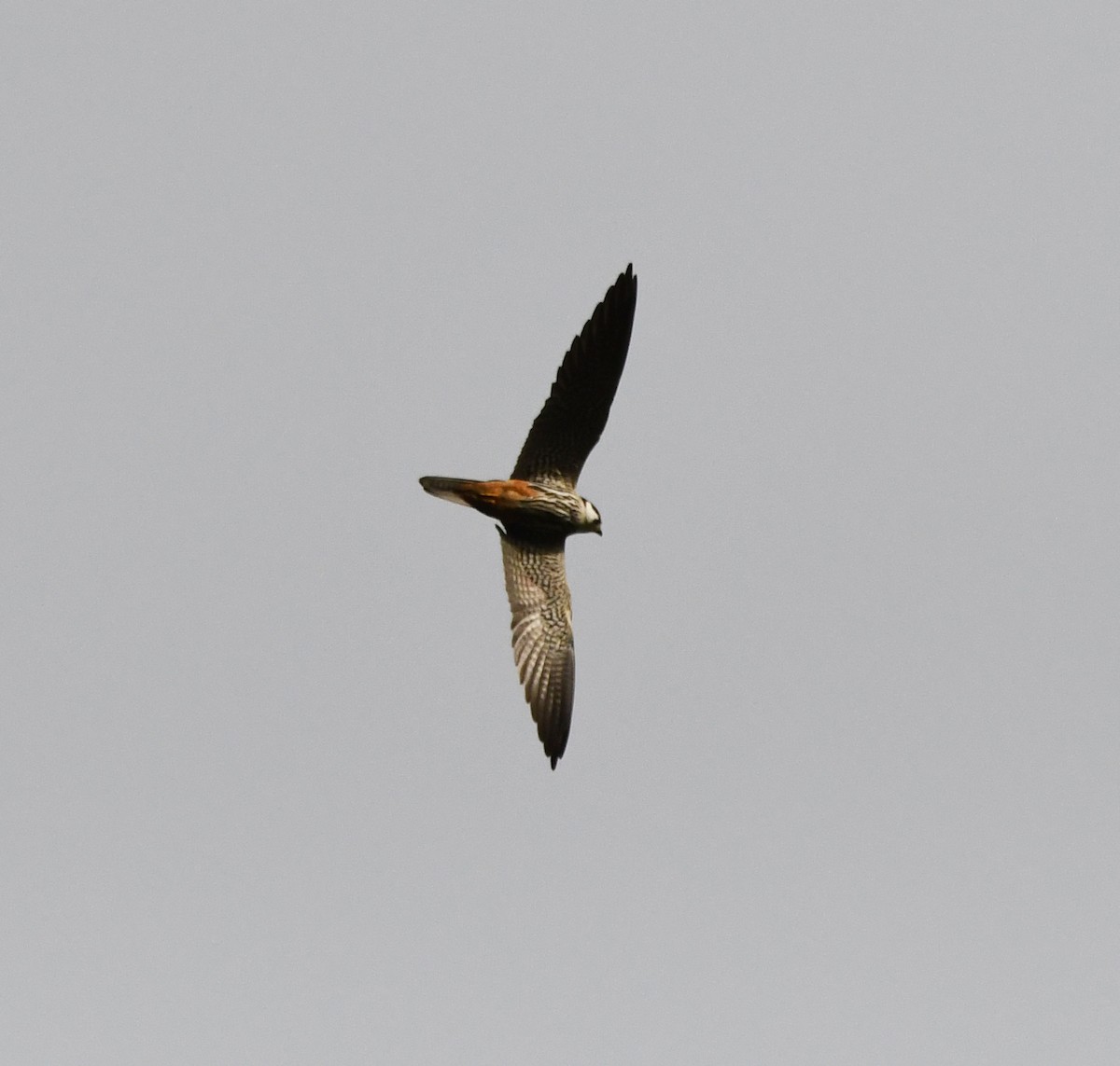 Eurasian Hobby - ML646406794