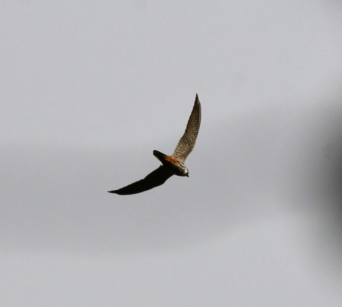 Eurasian Hobby - ML646406795