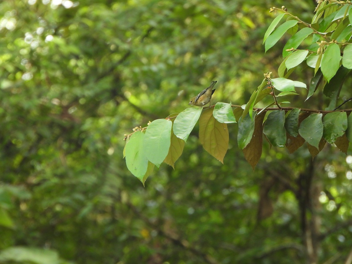 Bay-breasted Warbler - ML646406796