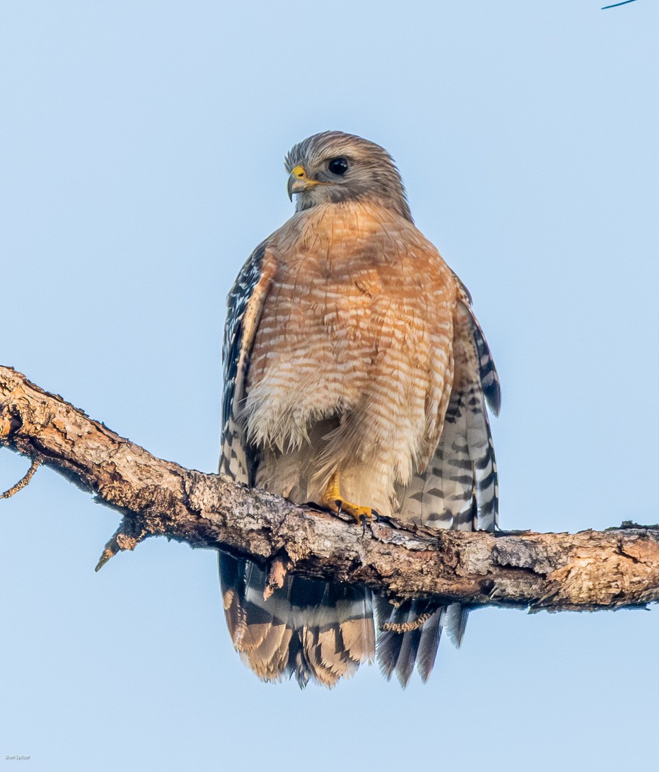 Red-shouldered Hawk - ML646406797