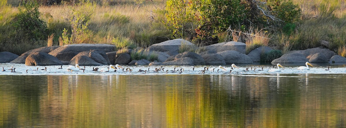 American White Pelican - ML646406799