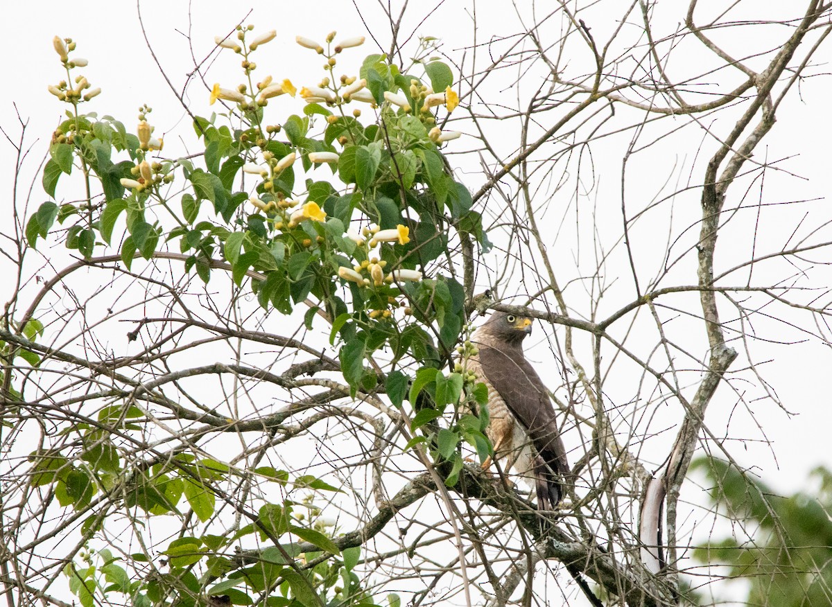 Yol Şahini - ML646406800