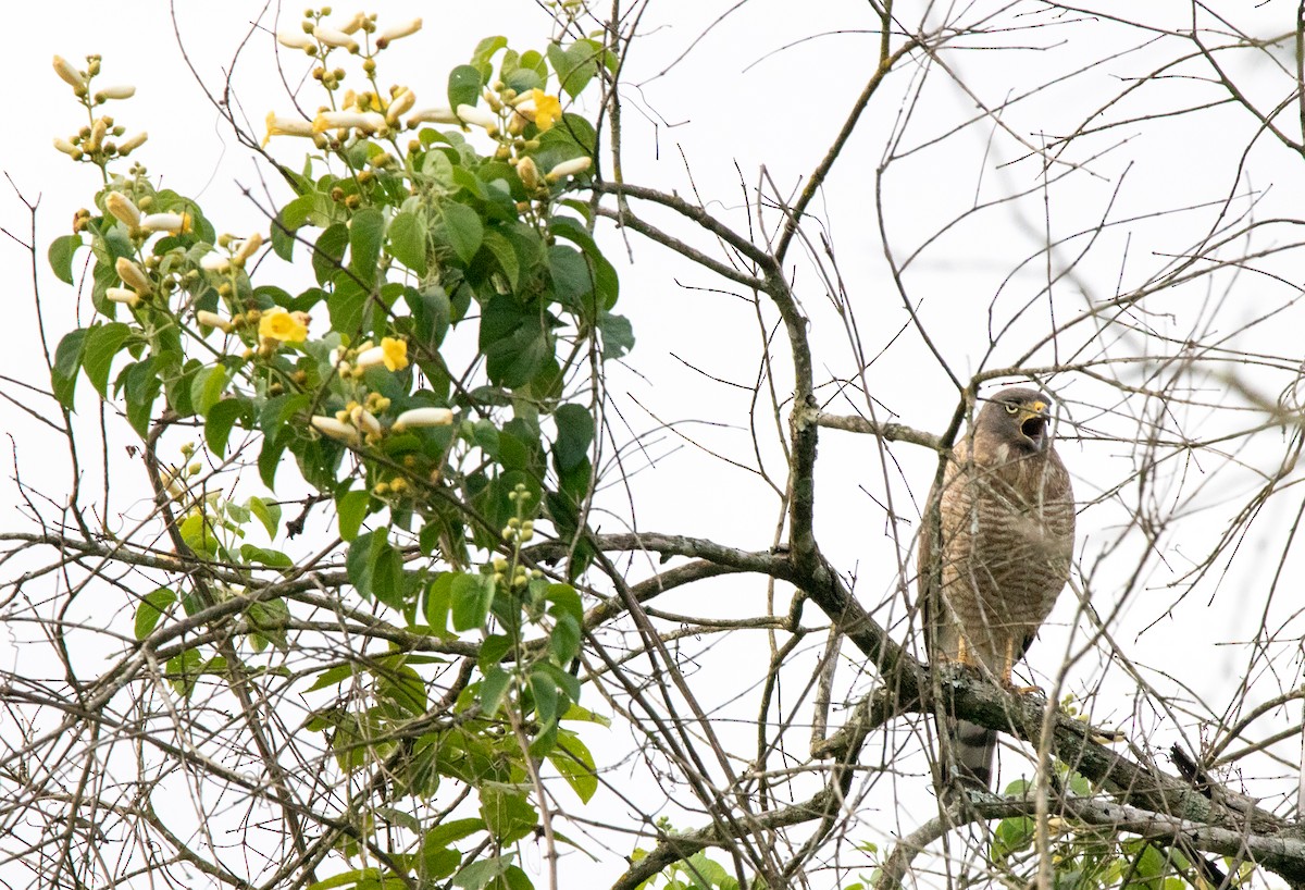 Yol Şahini - ML646406801