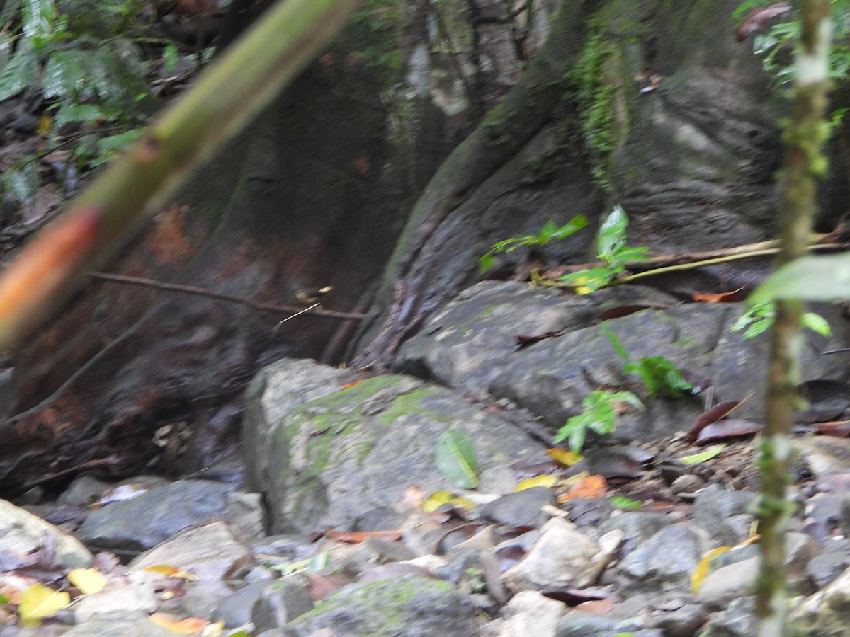 Buff-rumped Warbler - ML646406802