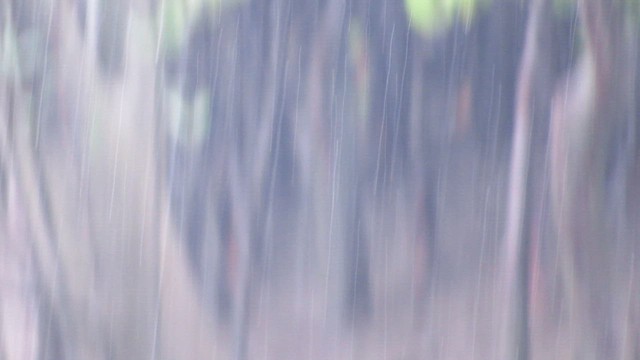 Brown-winged Kingfisher - ML646406803