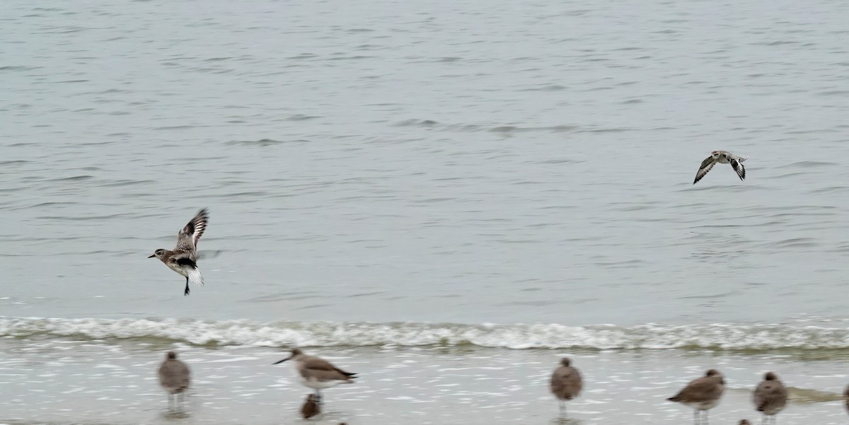 Black-bellied Plover - ML646406805