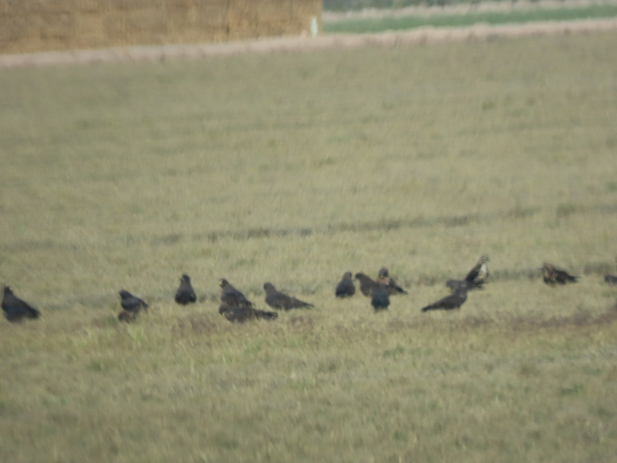 Swainson's Hawk - ML646406806