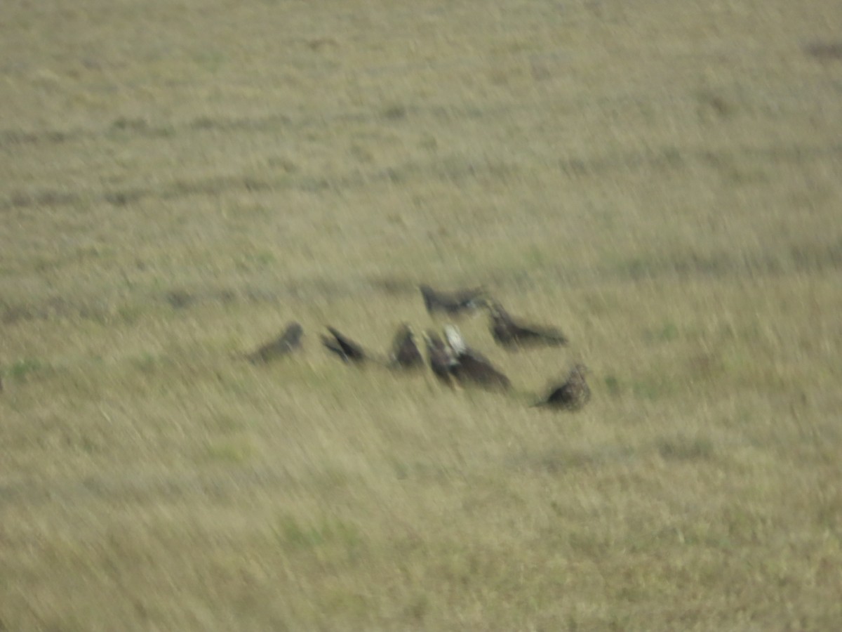 Swainson's Hawk - ML646406807