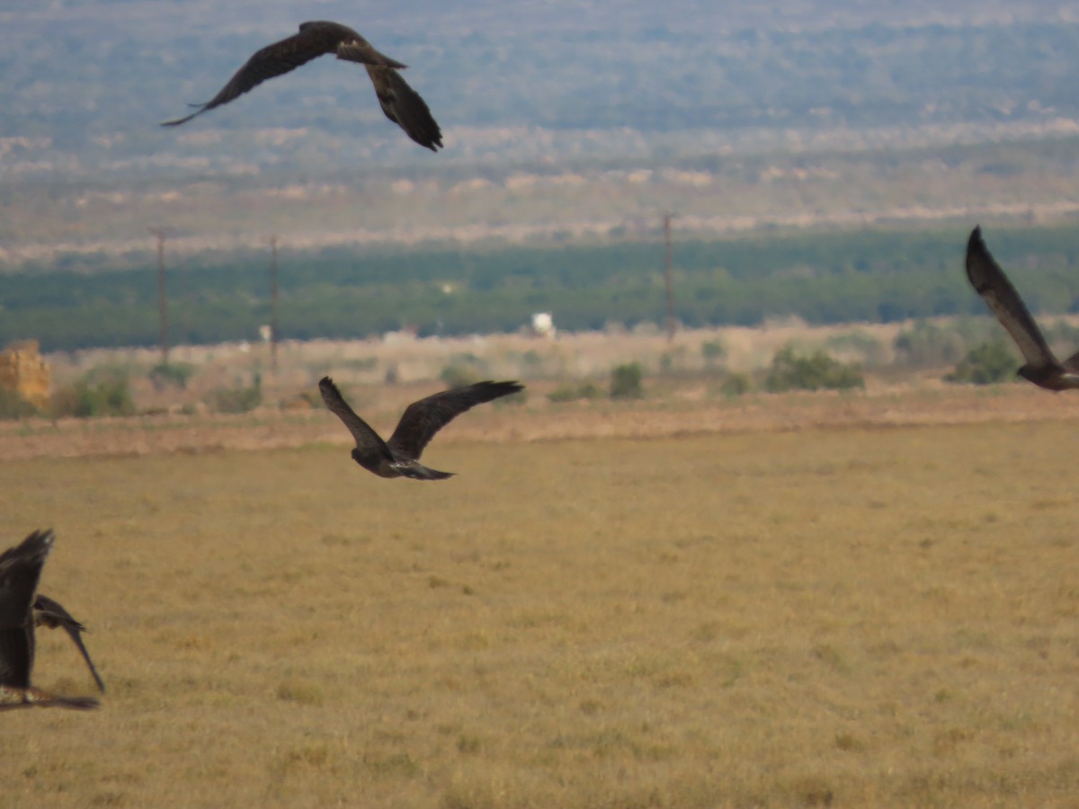 Swainson's Hawk - ML646406808