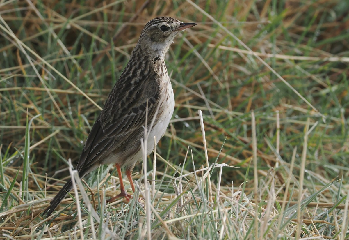 Puna Pipit - ML646406809