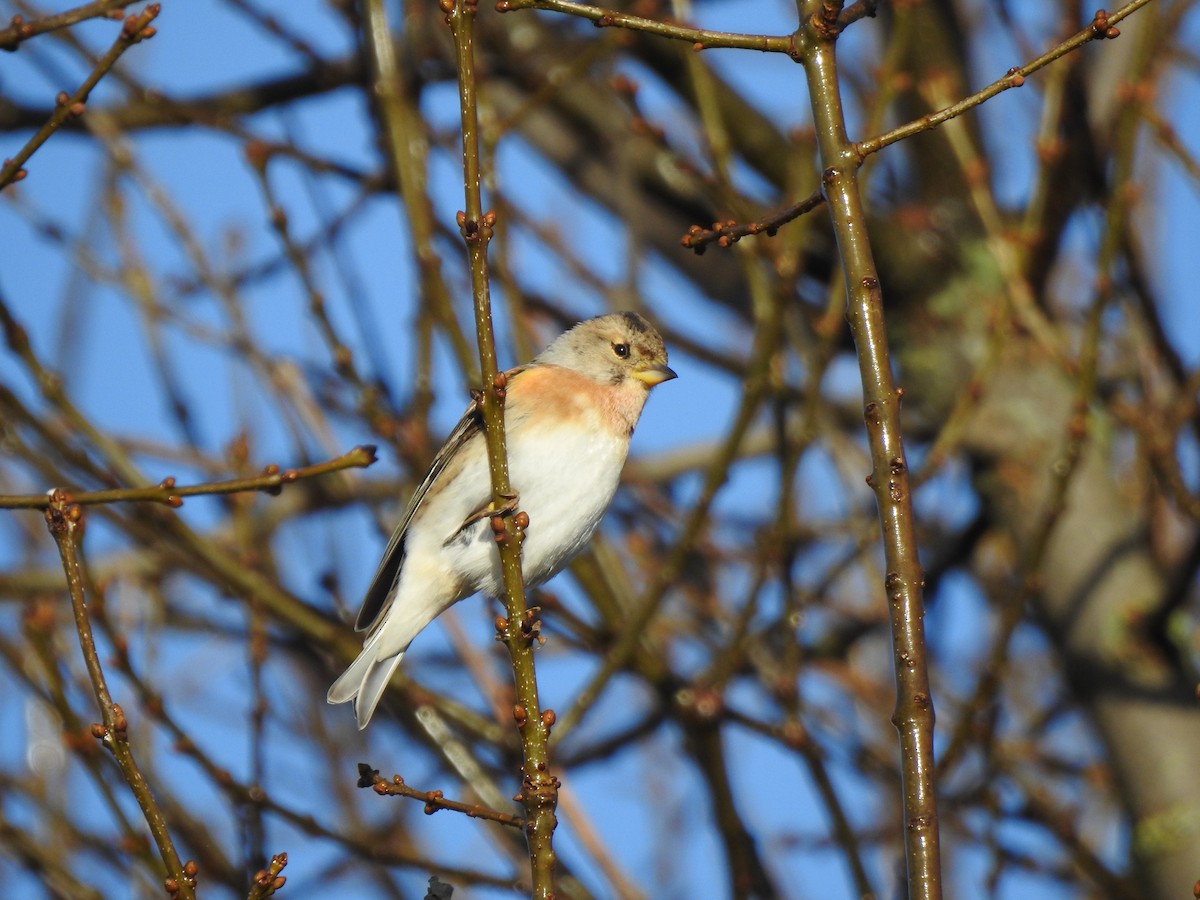 Вьюрок - ML646406815