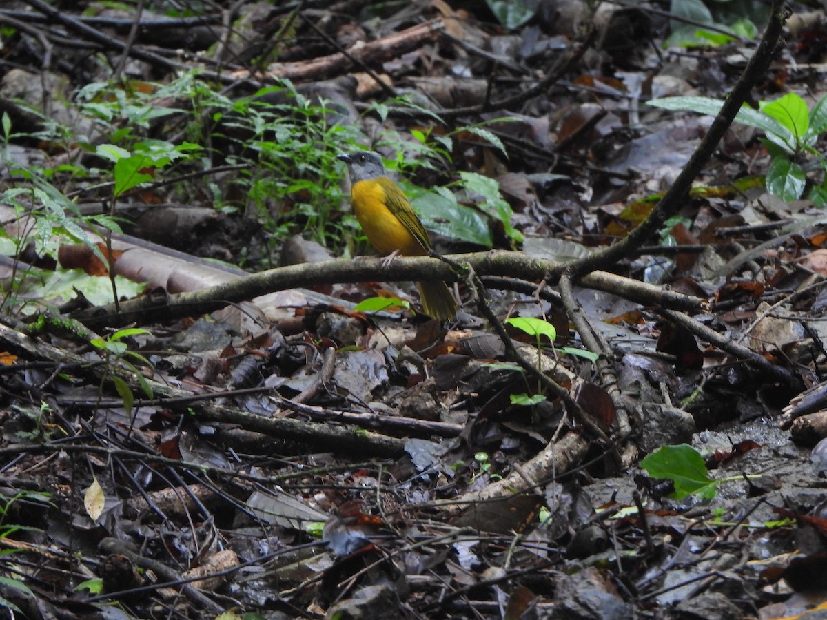 Gray-headed Tanager - ML646406816