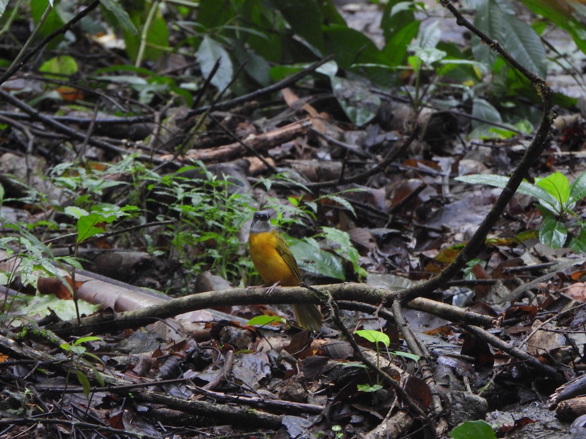 Gray-headed Tanager - ML646406817