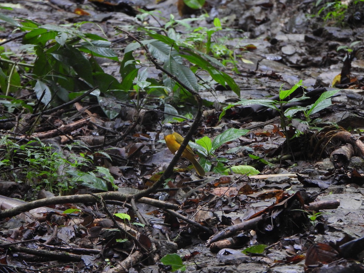 Gray-headed Tanager - ML646406818