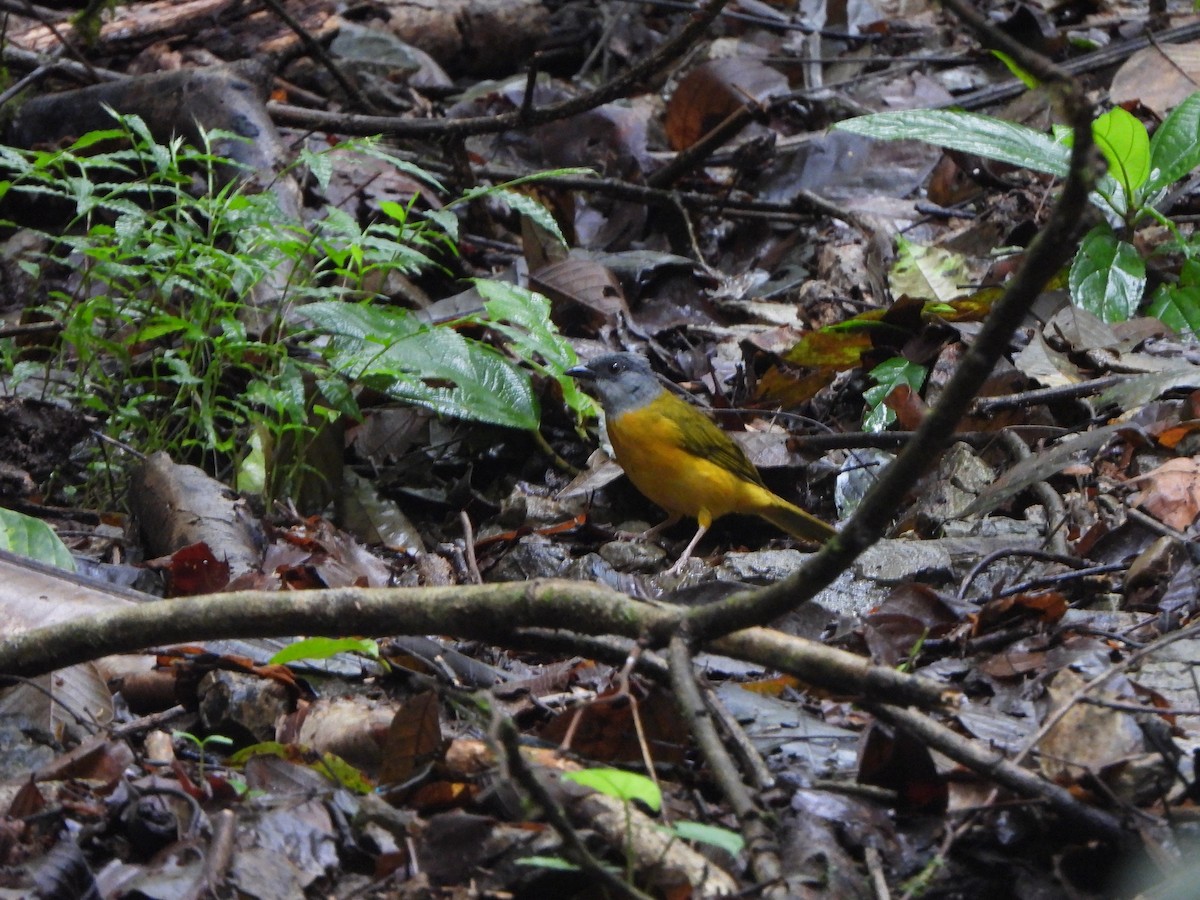 Gray-headed Tanager - ML646406819