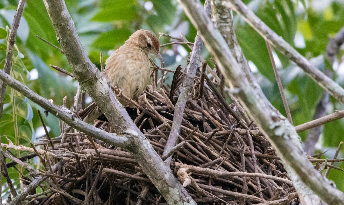 Анумби - ML646406821