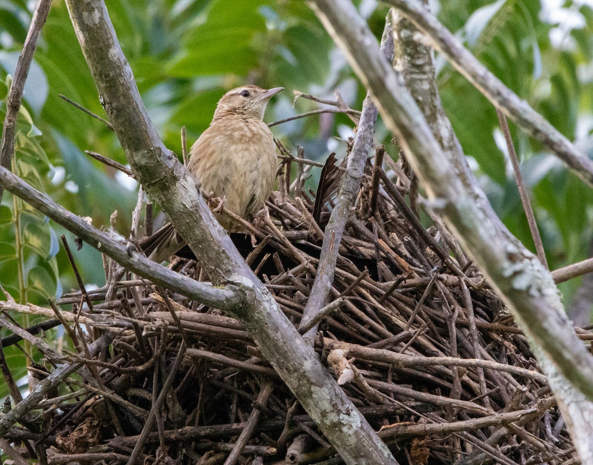 Анумби - ML646406822