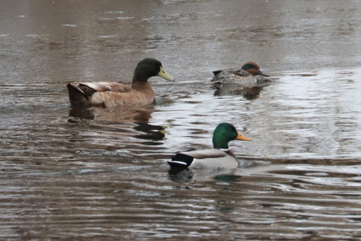 Кряква - ML646406824