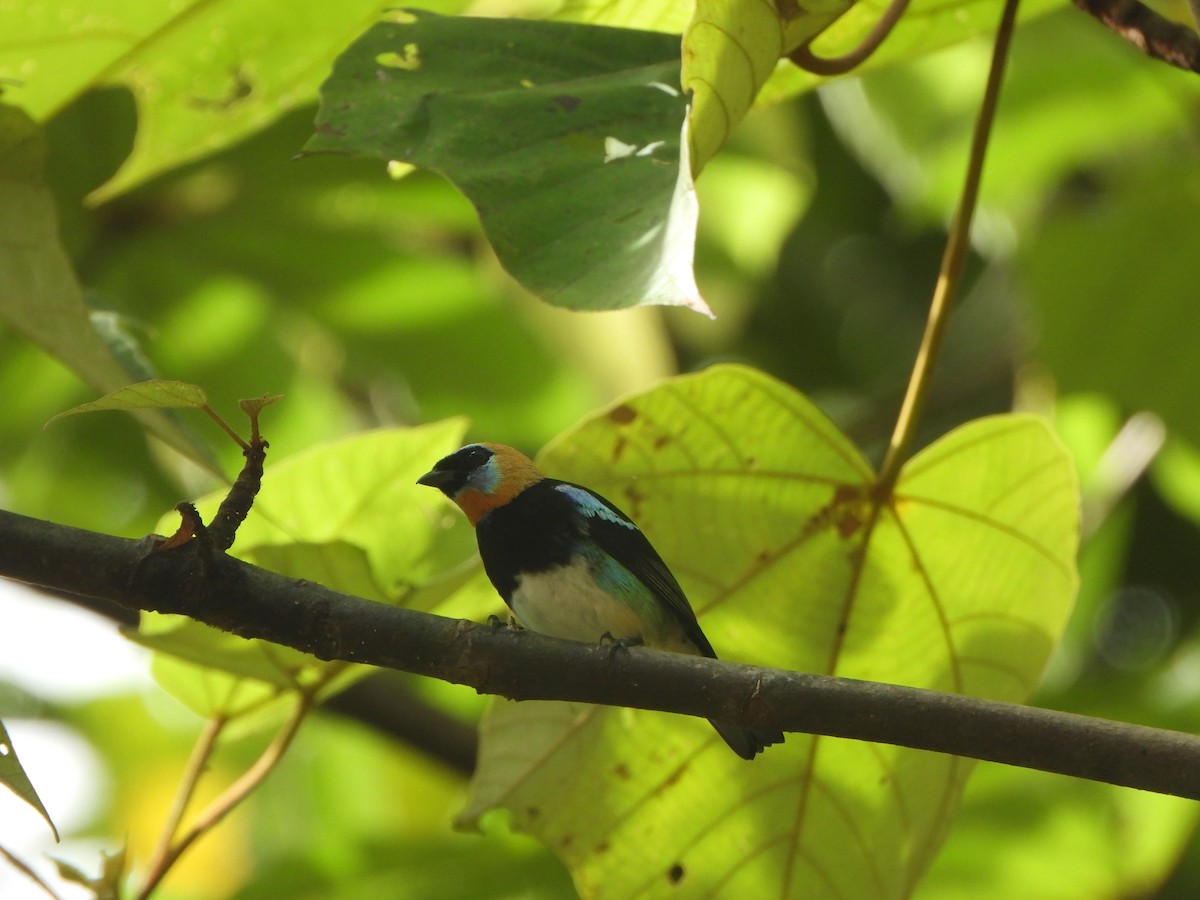 Золотистоголовая танагра - ML646406827