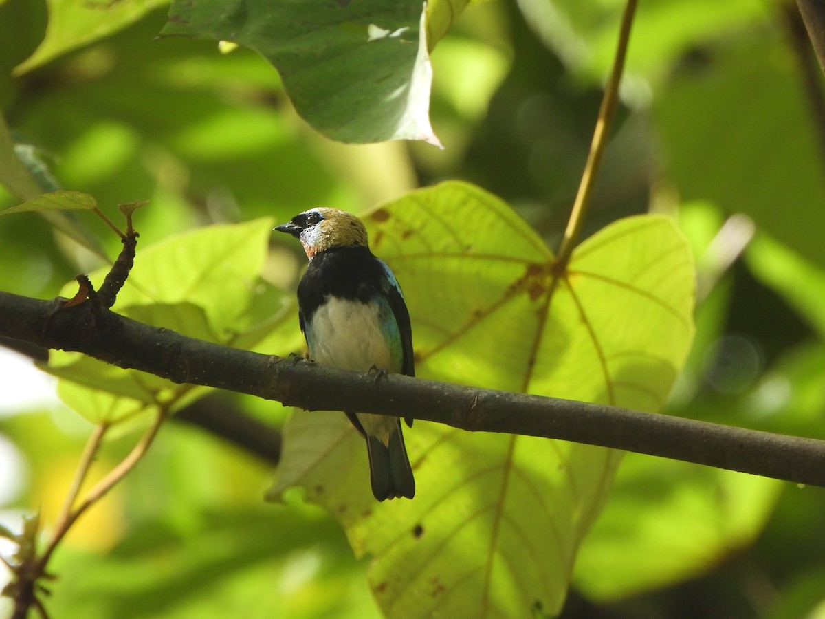 Золотистоголовая танагра - ML646406828