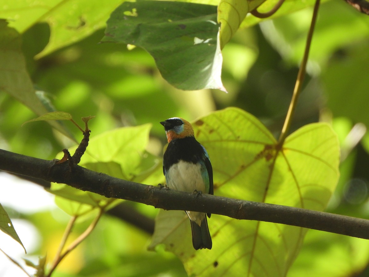 Золотистоголовая танагра - ML646406829