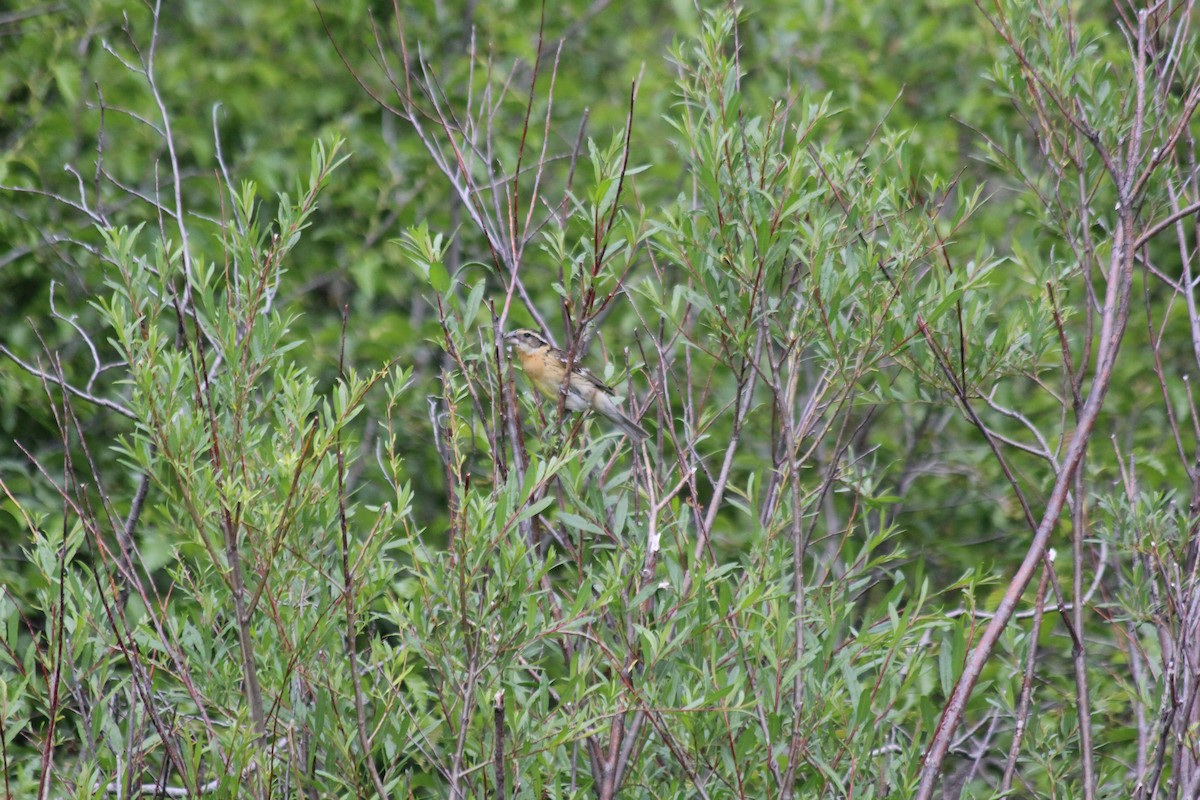 Черноголовый толстонос - ML646406830