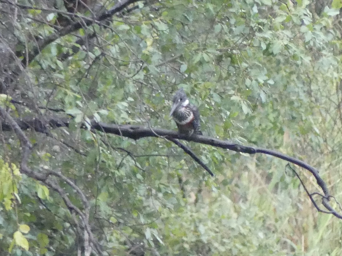 Гигантский зимородок - ML646406831