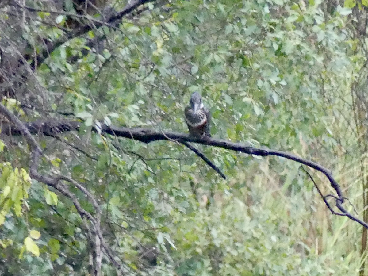 Гигантский зимородок - ML646406832