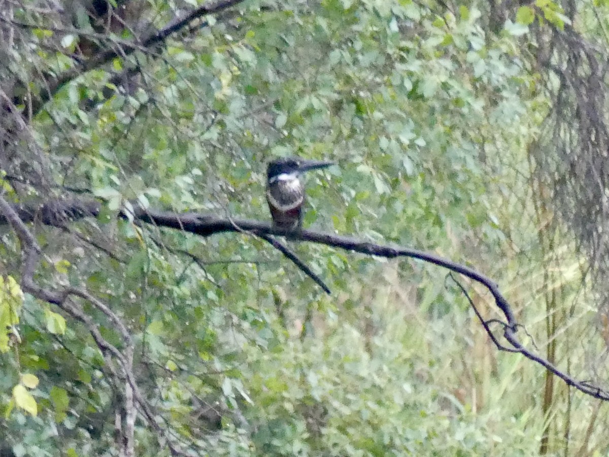 Гигантский зимородок - ML646406833