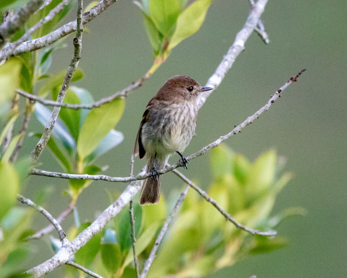 Ржавчатая курэта - ML646406834