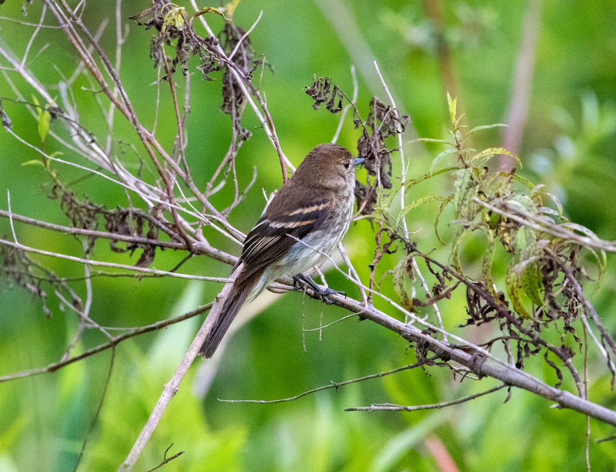 Ржавчатая курэта - ML646406835