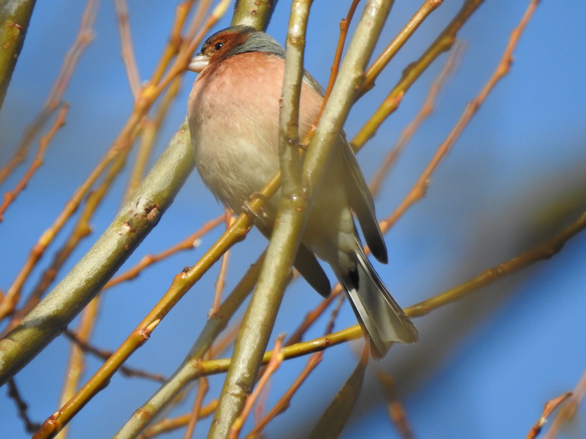 Зяблик - ML646406836