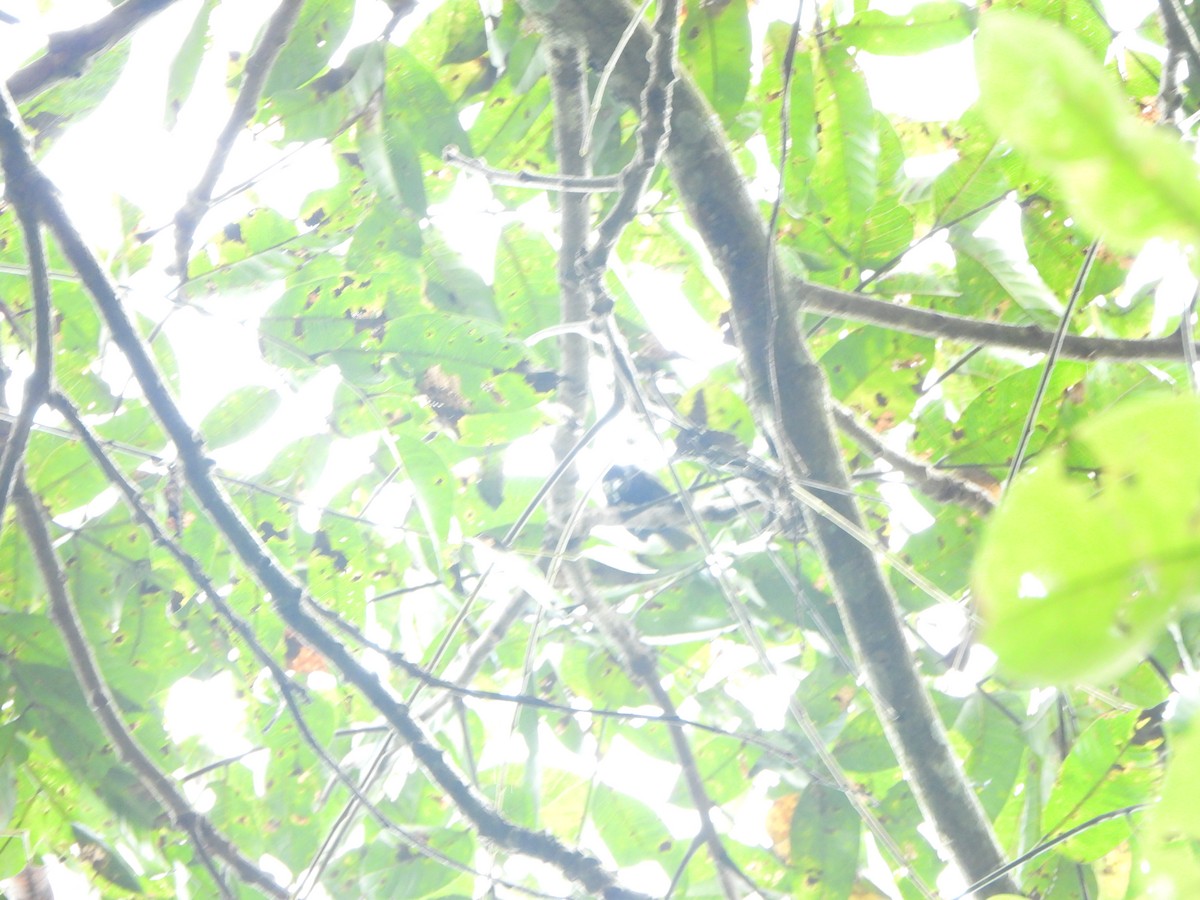 Рыжеголовая танагра - ML646406837